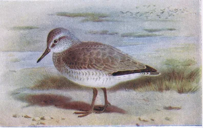 Knutt, aus Birds of the British Isles and Their Eggs veröffentlicht von Frederick Warne & Co Ltd, 1958